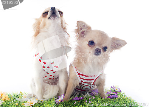 Image of chihuahuas in grass