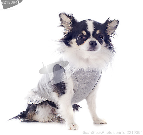 Image of dressed chihuahua