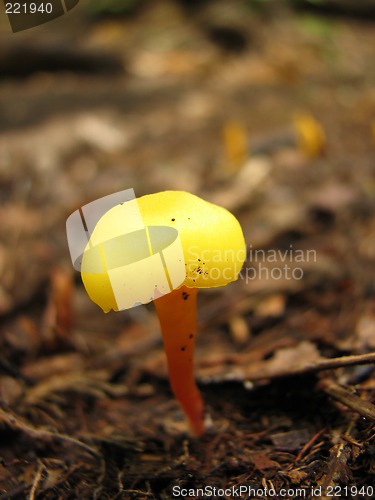 Image of Sunny yellow mushroom