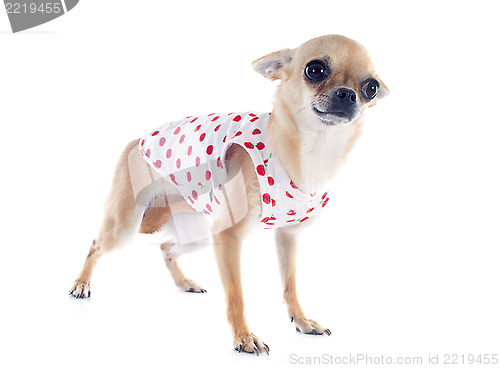 Image of puppy chihuahua dressed