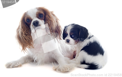 Image of cavalier king charles