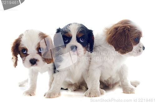 Image of cavalier king charles