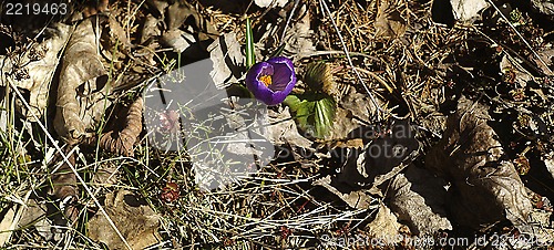 Image of Purple flower