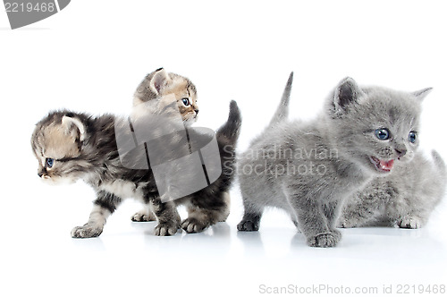 Image of four kittens walking together