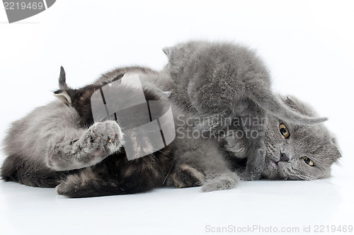 Image of family portrait of Scottish fold cats