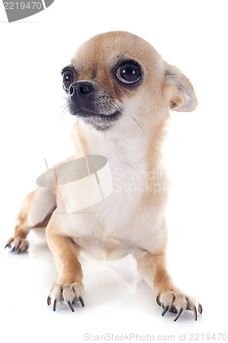 Image of short hair chihuahua