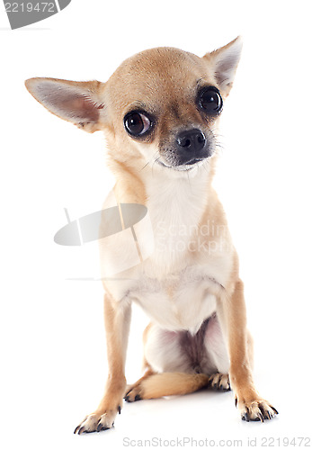 Image of puppy chihuahua