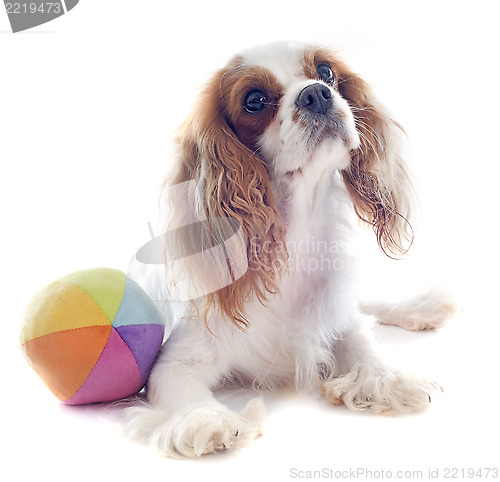 Image of cavalier king charles and ball