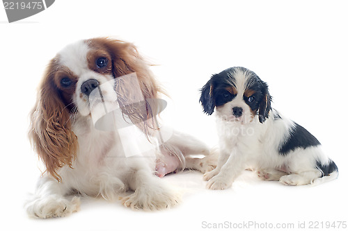 Image of cavalier king charles