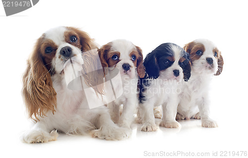 Image of family cavalier king charles