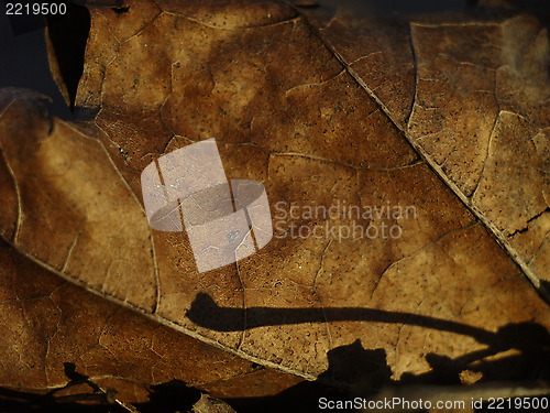 Image of leaf background
