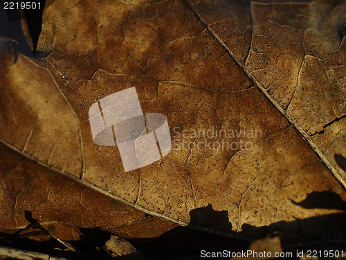 Image of leaf background
