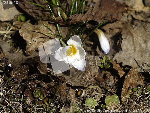 Image of white flower