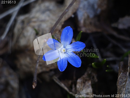 Image of blue flower