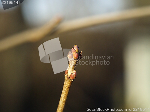 Image of sprout