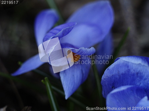 Image of blue flower