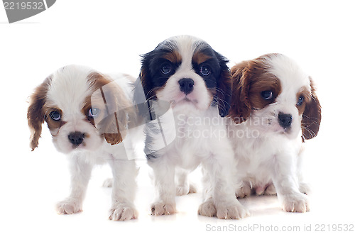 Image of puppies cavalier king charles