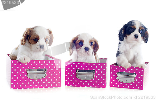 Image of cavalier king charles in box