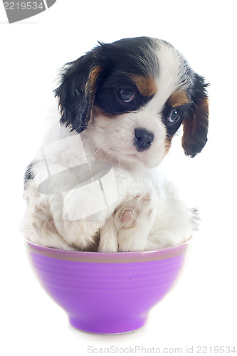 Image of puppy cavalier king charles