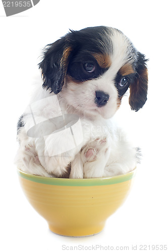 Image of puppy cavalier king charles