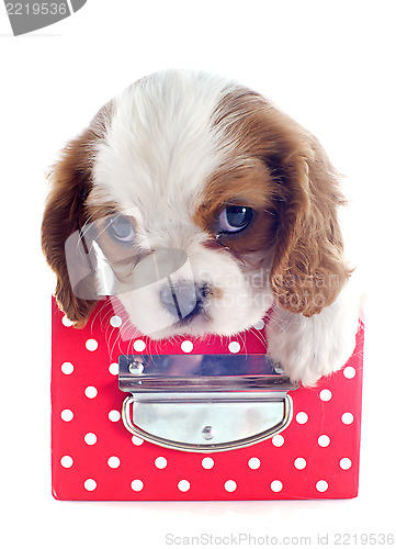 Image of puppy cavalier king charles