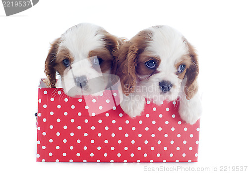 Image of puppies cavalier king charles