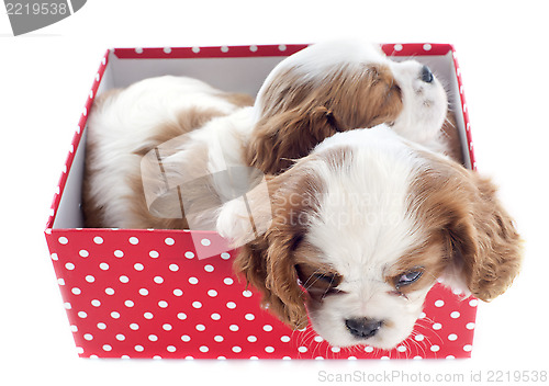 Image of puppies cavalier king charles