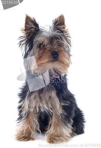 Image of puppy yorkshire terrier