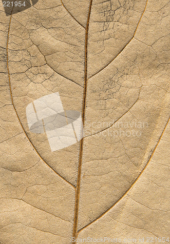 Image of autumnal leaf macro-surface