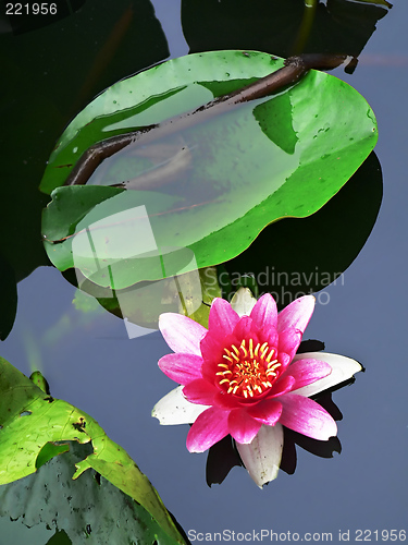 Image of lotus flower