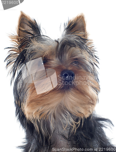 Image of puppy yorkshire terrier