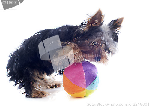 Image of puppy yorkshire terrier