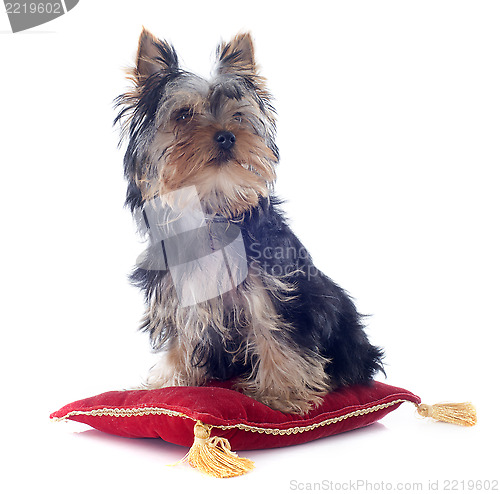 Image of puppy yorkshire terrier