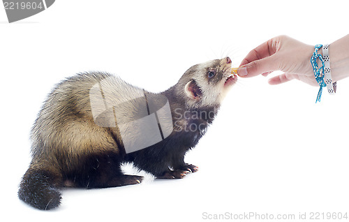 Image of feeding ferret