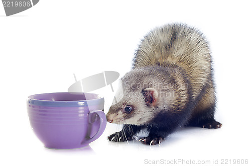 Image of ferret