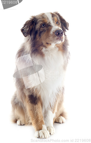 Image of australian shepherd
