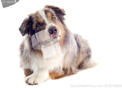 Image of australian shepherd