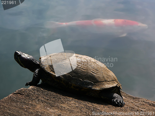 Image of turtle and  red fish