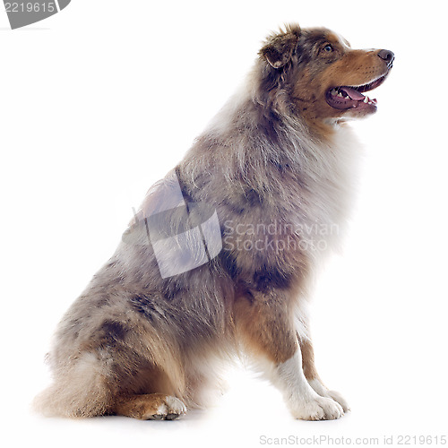 Image of australian shepherd