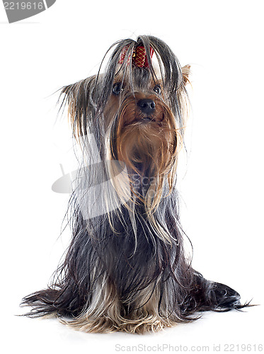 Image of yorkshire terrier