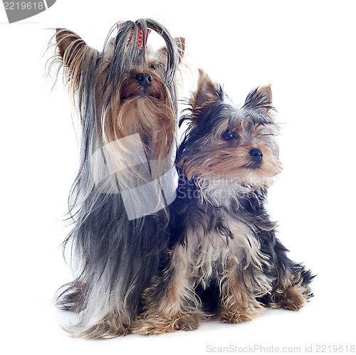 Image of yorkshire terriers