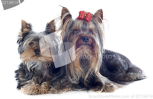 Image of yorkshire terriers