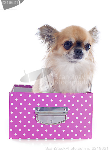 Image of chihuahua in a craft