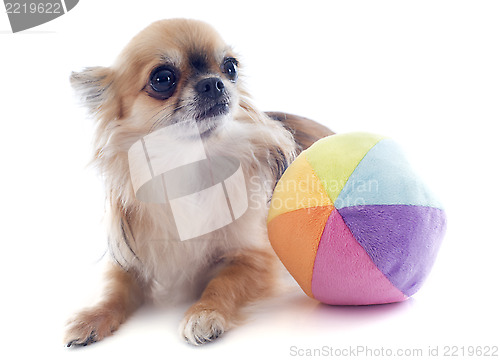 Image of chihuahua and ball