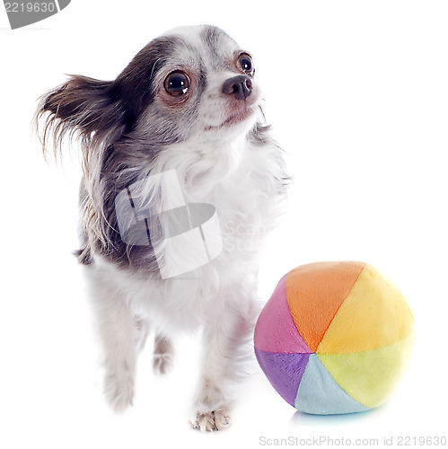 Image of chihuahua and ball