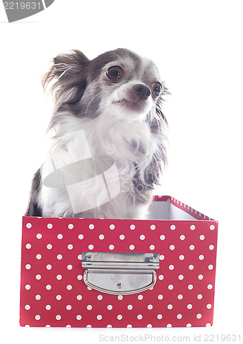Image of chihuahua in a craft