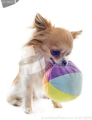 Image of chihuahua and ball