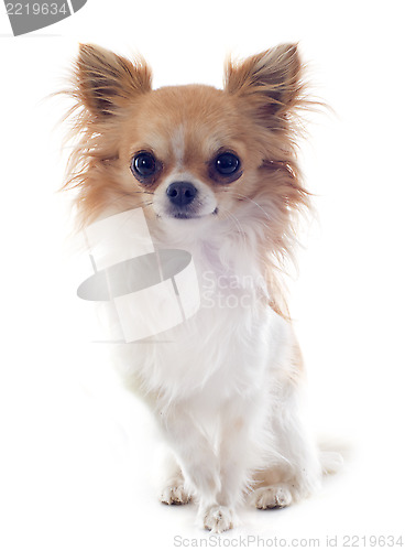 Image of chihuahua