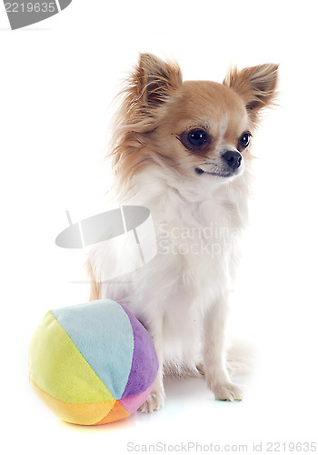 Image of chihuahua and ball