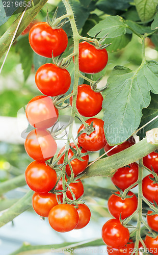 Image of Tomatoes